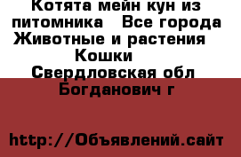 Котята мейн-кун из питомника - Все города Животные и растения » Кошки   . Свердловская обл.,Богданович г.